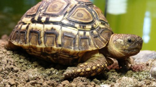 turtle-1